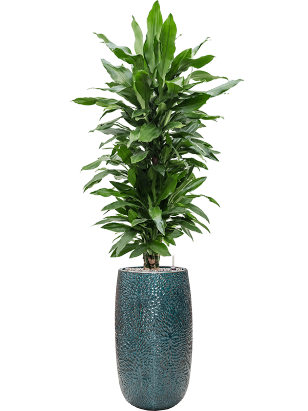 Dracaena fragrans 'Janet Lind' in Marly Office Plant With Pot 180cm Height 27.5cm Dia