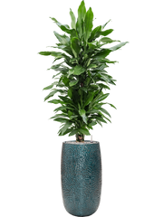 Dracaena fragrans 'Janet Lind' in Marly Office Plant With Pot 180cm Height 27.5cm Dia