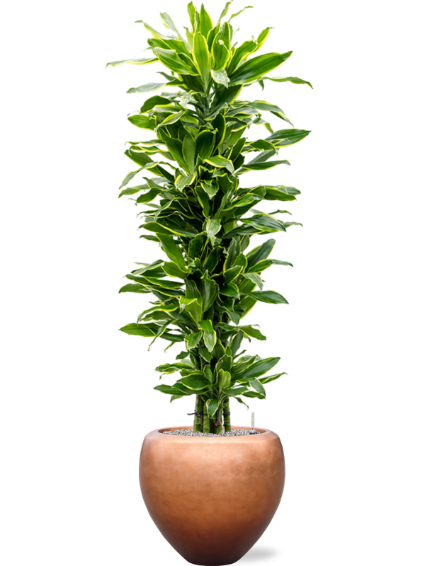 Dracaena 'Golden Coast' in Baq Metallic Silver leaf Office Plant With Pot 181cm Height 33cm Dia