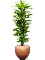Dracaena 'Golden Coast' in Baq Metallic Silver leaf Office Plant With Pot 181cm Height 33cm Dia