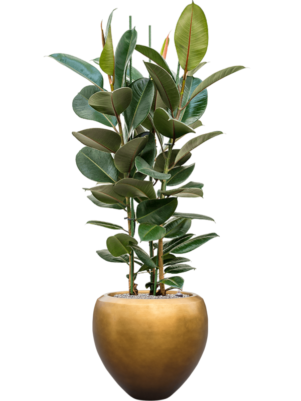 Ficus elastica 'Robusta' in Baq Metallic Silver leaf Office Plant With Pot 162cm Height 33cm Dia