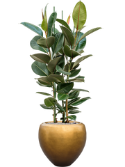 Ficus elastica 'Robusta' in Baq Metallic Silver leaf Office Plant With Pot 162cm Height 33cm Dia