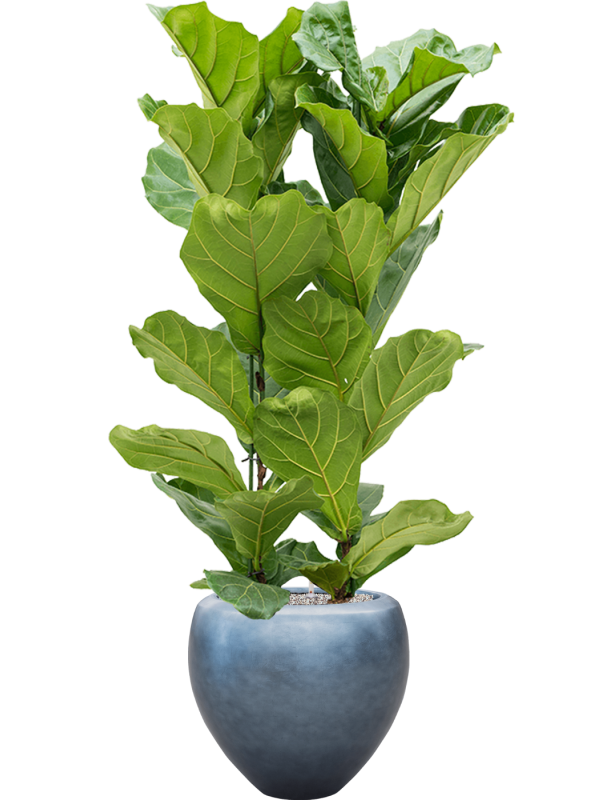 Ficus lyrata in Baq Metallic Silver leaf Office Plant With Pot 171cm Height 33cm Dia
