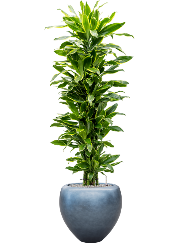 Dracaena 'Golden Coast' in Baq Metallic Silver leaf Office Plant With Pot 181cm Height 33cm Dia