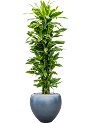 Dracaena 'Golden Coast' in Baq Metallic Silver leaf Office Plant With Pot 181cm Height 33cm Dia