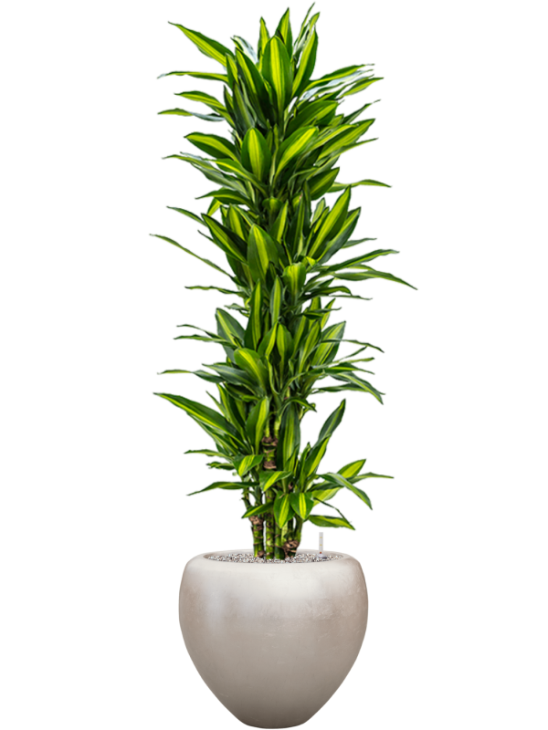Dracaena fragrans 'Cintho' in Baq Metallic Silver leaf Office Plant With Pot 180cm Height 33cm Dia