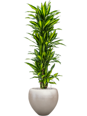 Dracaena fragrans 'Cintho' in Baq Metallic Silver leaf Office Plant With Pot 180cm Height 33cm Dia