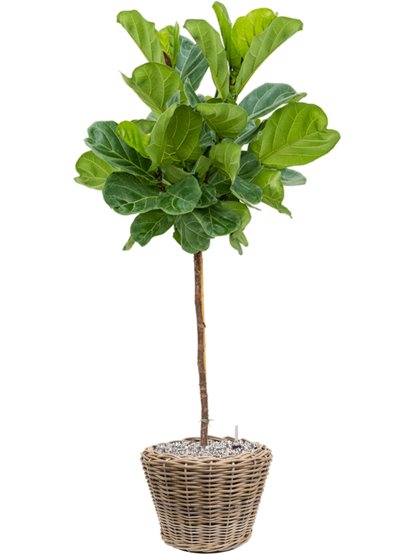 Ficus lyrata in Drypot Rattan Office Plant With Pot 168cm Height 35cm Dia