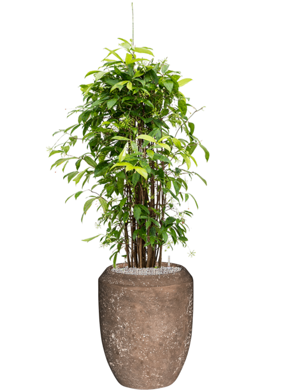 Dracaena surculosa in Baq Polystone Coated Plain Office Plant With Pot 166cm Height 30cm Dia
