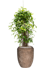 Dracaena surculosa in Baq Polystone Coated Plain Office Plant With Pot 166cm Height 30cm Dia