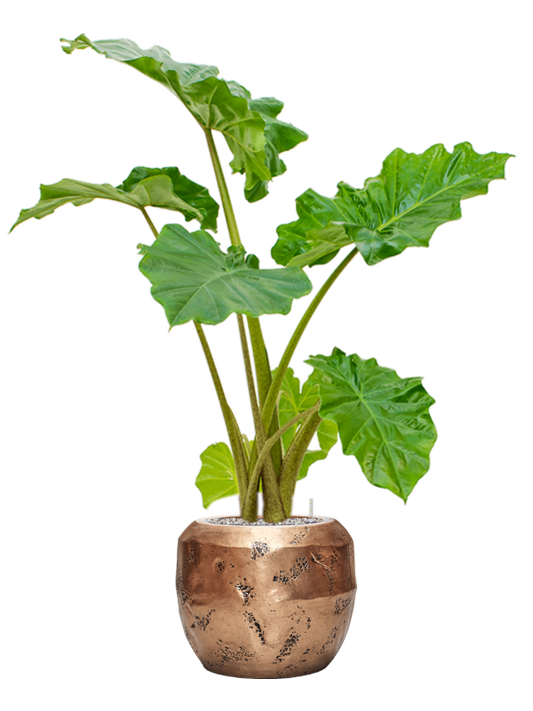 Alocasia 'Portodora' in Baq Opus Raw Office Plant With Pot 117cm Height 22.7cm Dia