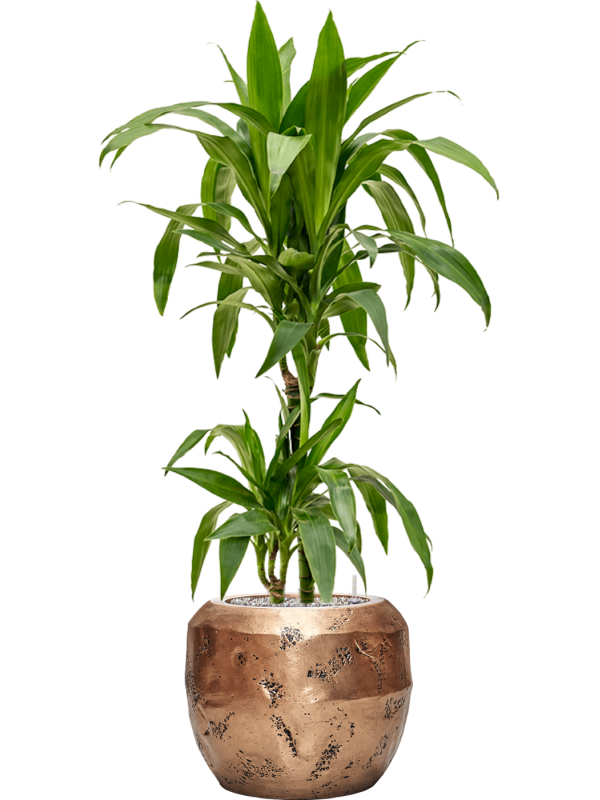 Dracaena fragrans 'Janet Craig' in Baq Opus Raw Office Plant With Pot 118cm Height 22.7cm Dia