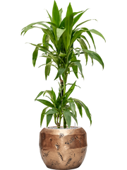 Dracaena fragrans 'Janet Craig' in Baq Opus Raw Office Plant With Pot 118cm Height 22.7cm Dia