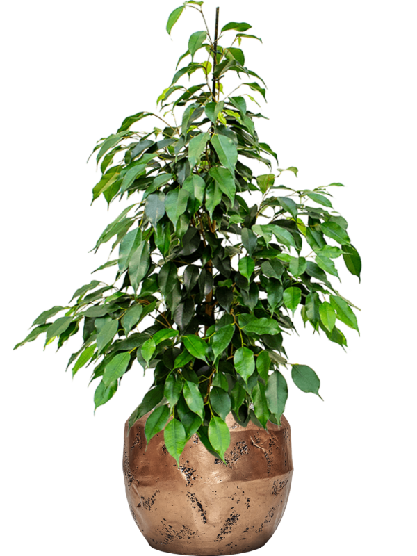 Ficus benjamina 'Danielle' in Baq Opus Raw Office Plant With Pot 107cm Height 22.7cm Dia