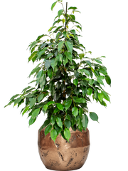 Ficus benjamina 'Danielle' in Baq Opus Raw Office Plant With Pot 107cm Height 22.7cm Dia