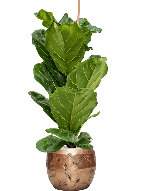 Ficus lyrata in Baq Opus Raw Office Plant With Pot 125cm Height 22.7cm Dia