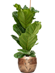 Ficus lyrata in Baq Opus Raw Office Plant With Pot 125cm Height 22.7cm Dia