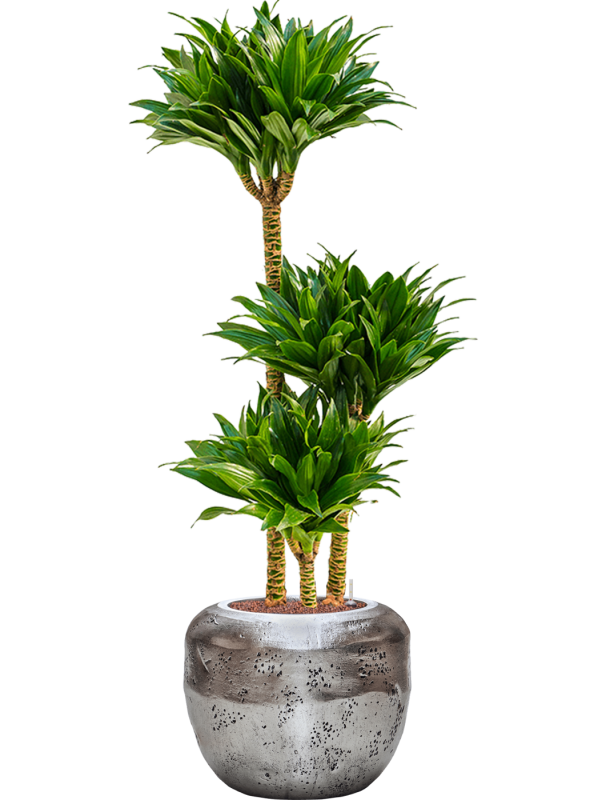 Dracaena fragrans 'Compacta' in Baq Opus Raw Office Plant With Pot 118cm Height cm Dia