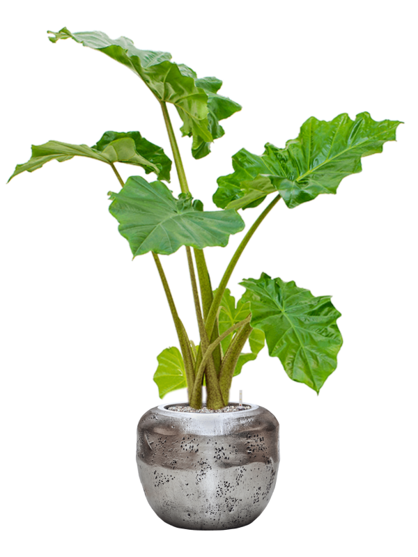 Alocasia 'Portodora' in Baq Opus Raw Office Plant With Pot 117cm Height cm Dia