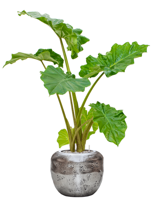 Alocasia 'Portodora' in Baq Opus Raw Office Plant With Pot 117cm Height cm Dia