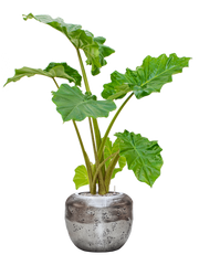 Alocasia 'Portodora' in Baq Opus Raw Office Plant With Pot 117cm Height cm Dia