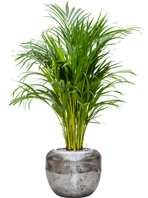 Dypsis (Areca) lutescens in Baq Opus Raw Office Plant With Pot 118cm Height cm Dia