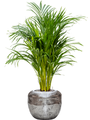 Dypsis (Areca) lutescens in Baq Opus Raw Office Plant With Pot 118cm Height cm Dia