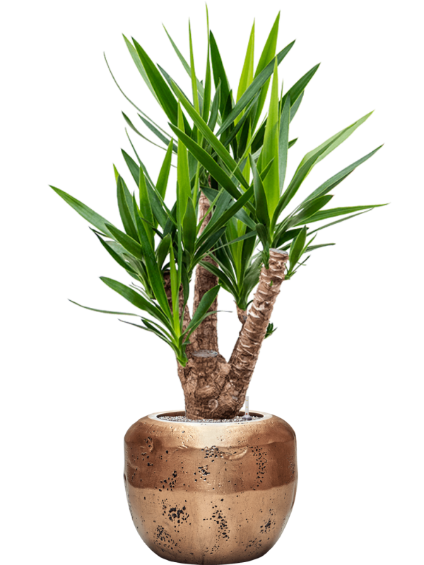 Yucca elephantipes in Baq Opus Raw Office Plant With Pot 147cm Height 31cm Dia
