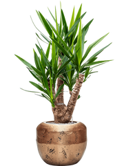 Yucca elephantipes in Baq Opus Raw Office Plant With Pot 147cm Height 31cm Dia