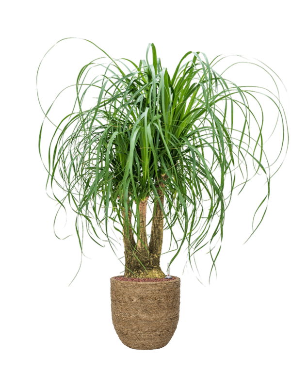 Beaucarnea Recurvata (Bottle Palm, Elephant-foot Tree, Ponytail Palm, Pony Tail Plant) | North Carolina Extension Gardener Plant Toolbox