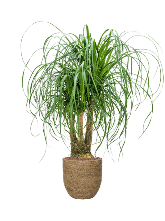 Beaucarnea recurvata in Bohemian Office Plant With Pot 107cm Height 24cm Dia