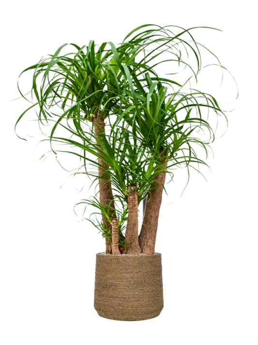 Beaucarnea recurvata in Bohemian Office Plant With Pot 128cm Height 32cm Dia