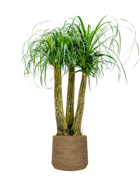 Beaucarnea recurvata in Bohemian Office Plant With Pot 129cm Height 32cm Dia