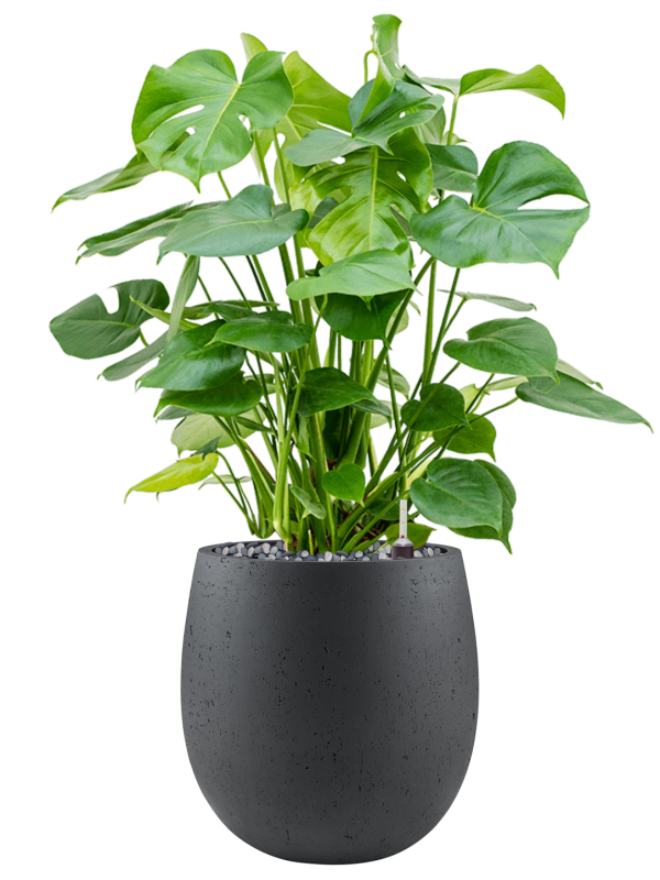 Monstera deliciosa in Grigio Office Plant With Pot 109cm Height 32cm Dia