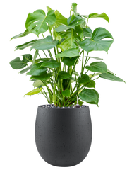 Monstera deliciosa in Grigio Office Plant With Pot 109cm Height 32cm Dia