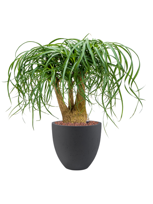 Beaucarnea recurvata in Grigio Office Plant With Pot 78cm Height 27cm Dia