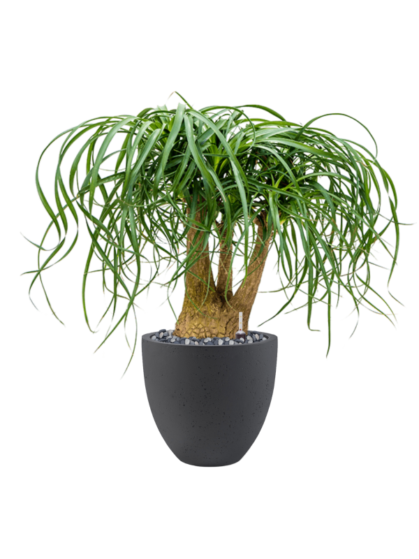 Beaucarnea recurvata in Grigio Office Plant With Pot 78cm Height 27cm Dia