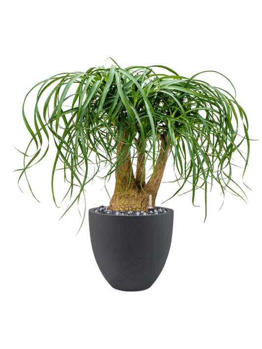 Beaucarnea recurvata in Grigio Office Plant With Pot 78cm Height 27cm Dia