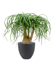 Beaucarnea recurvata in Grigio Office Plant With Pot 78cm Height 27cm Dia