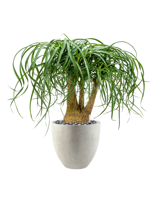 Beaucarnea recurvata in Grigio Office Plant With Pot 78cm Height 27cm Dia