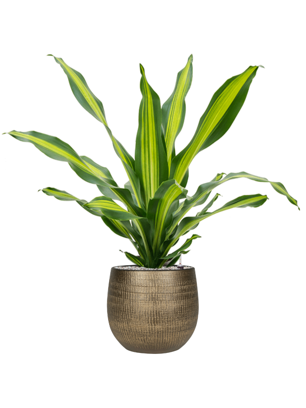 Dracaena fragrans 'Burley' in Ryan Office Plant With Pot 109cm Height 28cm Dia