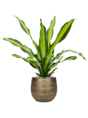 Dracaena fragrans 'Burley' in Ryan Office Plant With Pot 109cm Height 28cm Dia