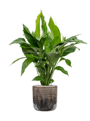 Spathiphyllum 'Sweet Lauretta' in Baq Luxe Lite Comet Office Plant With Pot 118cm Height 28cm Dia