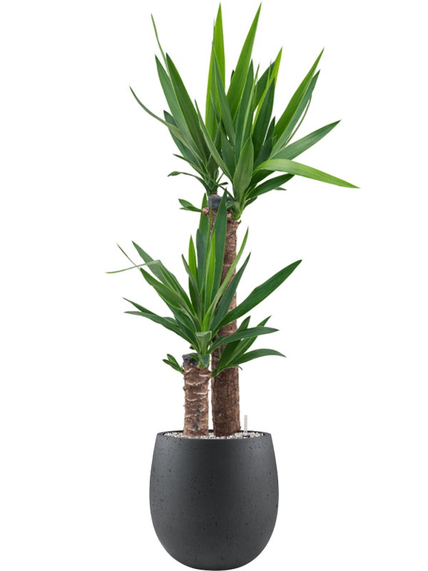 Yucca elephantipes in Grigio Office Plant With Pot 121cm Height 23cm Dia