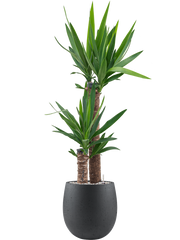 Yucca elephantipes in Grigio Office Plant With Pot 121cm Height 23cm Dia