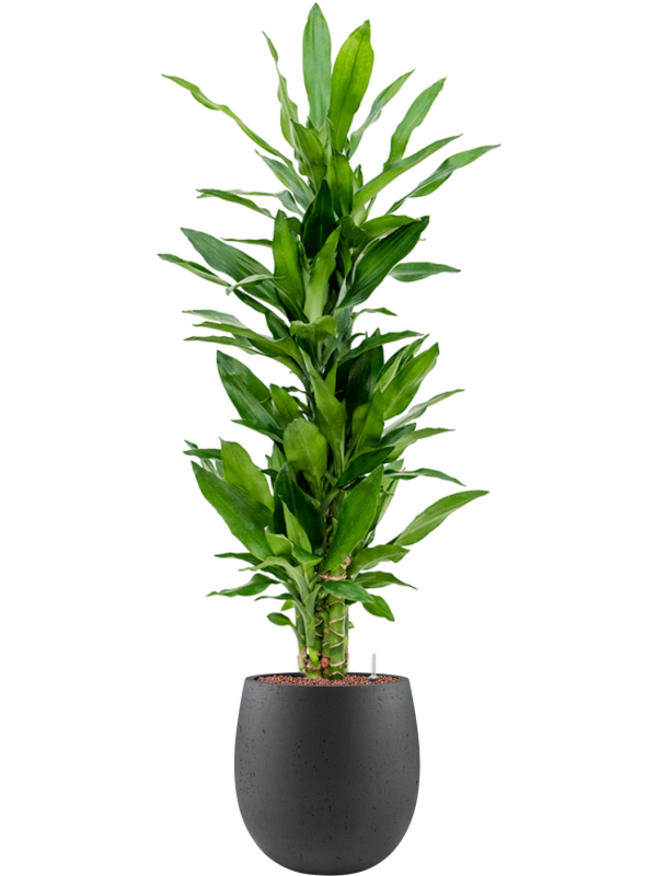 Dracaena fragrans 'Burundii' in Grigio Office Plant With Pot 128cm Height 23cm Dia