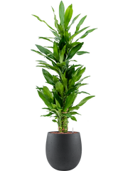 Dracaena fragrans 'Burundii' in Grigio Office Plant With Pot 128cm Height 23cm Dia