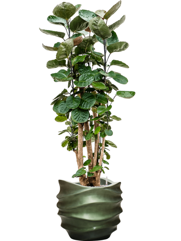 Aralia (polyscias) fabian in Baq Gradient Lee Office Plant With Pot 140cm Height 28.1cm Dia