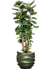 Aralia (polyscias) fabian in Baq Gradient Lee Office Plant With Pot 140cm Height 28.1cm Dia