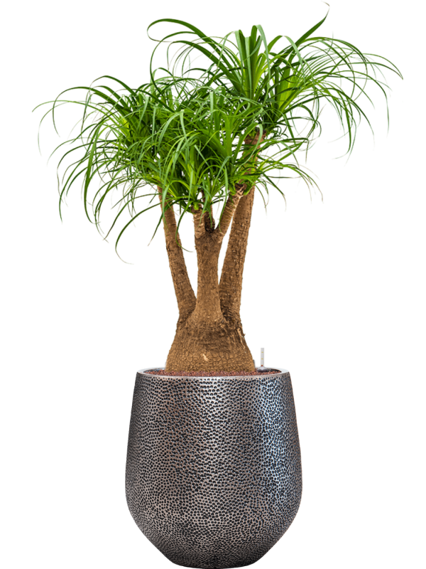 Beaucarnea recurvata in Baq Opus Hit Office Plant With Pot 136cm Height 30cm Dia